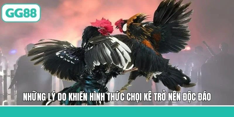 Những lý do khiến hình thức chọi kê trở nên độc đáo