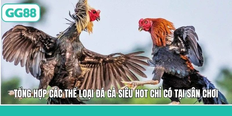 Tổng hợp các thể loại đá gà siêu hot chỉ có tại sân chơi